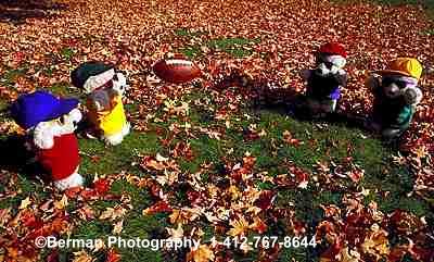 Teddy Bears playing football on a fall afternoon. These teddy bears are practicing for the Super Bowl teddy bear game.
