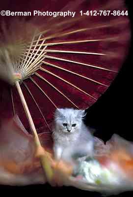 Cuddly Kitten sitting under a parasol. Such a small kitten next to a big parasol.