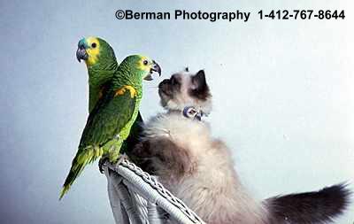 Parrots and Kittens! Miss Kitty and her bird friends are planning a day of fun.