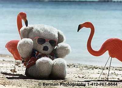 Teddy Bear at a Caribbean resort with two pink flamingos. 