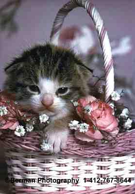 Baby Kitten nestled among the flowers in a pink and white wicker basket. 