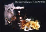 KittenTeaPot.jpg (14872 bytes)