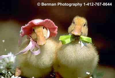 Mom and Pop Ducks wearing their finest clothes
