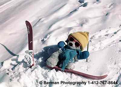 Teddy Bear wipe-out while snow skiing. 