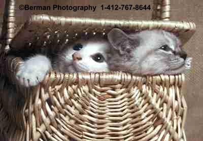 Two Kittens frolicking in a picnic basket. Kitties love to get into baskets, and sharing the fun with a friend makes it twice as nice!