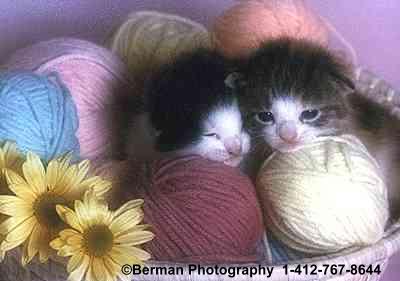 Two Kittens snuggling in a basket of yarn. 